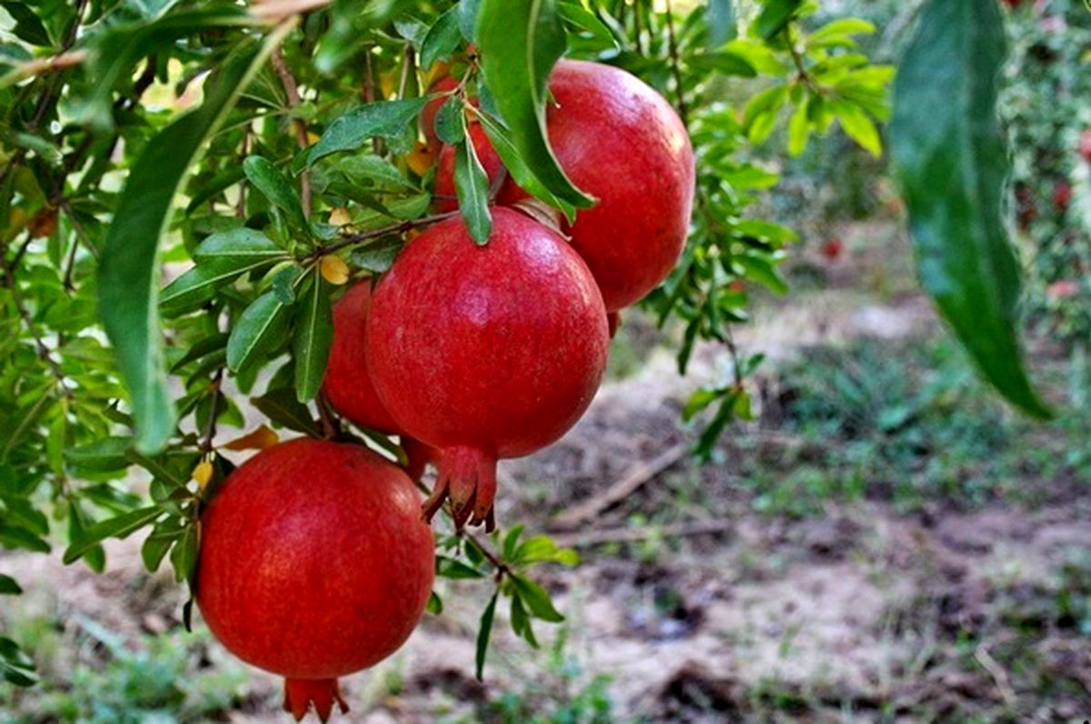 سردخانه میوه مناسب انار ایج